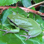 Laubfrosch