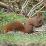 Rotbraunes Eichhörnchen