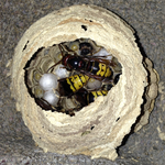 Hornissennest