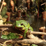 Laubfrosch