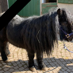 Mr. Ed