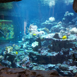 Burdas Tierwelt Gelsenkirchen Aquarienverein Bad Kreuznach