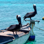 Cayos Cochinos