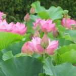 春は河津桜、夏は蓮の花　小さな池には野鳥が飛来する自然豊かな近隣の蟹ヶ谷公園です。　Ｗさん