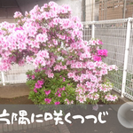 片隅にさくつつじ　Ｎさん