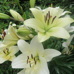 立てば芍薬座れば牡丹歩く姿は百合の花　ご近所さんの庭に咲いていたユリの花です。　　ｗさん
