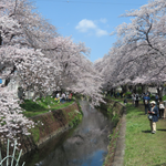 咲き乱れる高座渋谷の千本桜 　ｗさん