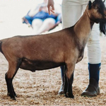 SIRE: Fairland Farm NB Wild Times