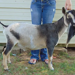 SIRE:S SIRE:  DILL'S ROR DILLY DILLY