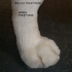 PATTE GOLDEN RETRIEVER APRES TOILETTAGE - BELLOU TOILETTAGE - TOULON VAR