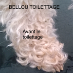 BAS DE PATTE CANICHE AVANT TOILETTAGE - BELLOU TOILETTAGE - TOULON VAR