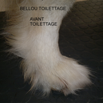 PATTE GOLDEN RETRIEVER AVANT TOILETTAGE - BELLOU TOILETTAGE - TOULON VAR