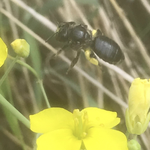 Wildbiene aufgenommen von Felix B. 