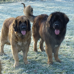 Dakota et Goliath, Hiver 2015