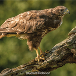 Buse variable - 2 G. Deloison