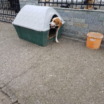 die kleine Elli zurück vor dem haus der Pflegestelle in Griechenland....wir haben eine Box mit Decken ausgelegt wo sie vorerst bleiben kann