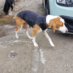 der Hundemantel soll Elli vor Kälte und Regen in ihrer Hütte an der Straße schützen