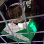 Abflug in Tessaloniki Glyka´s Box wird nochmals gesäubert und sie bekomt frische Decken und UNterlagen für den Flug