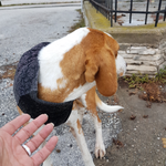 Elli ist noch unsicher, sie wurde einen Tag zuvor operiert und konte bei der Tierärztn bleiben, denn die Straße wäre gefährlich 