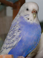 australischer Schecke, Spangle, violett, opalin (Sky)