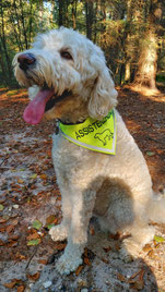 gelbes Halstuch bestickt mit Assistenzhund und Reflektor am Saum