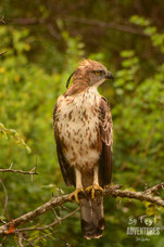 Birds,Birding, Knuckles, Sri Lanka, Knuckles Mountain Range, Wildlife, Animals, TravelSrilanka, VisitSrilanka, Trekking Sri Lanka, Hiking Sri Lanka, Trekking, Hiking, Adventure, Conservation, Holiday, Lodge, Camp, Guiding, Walks, Ecotourism, Qualified