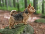 Terry alias "King vom Tierfreund"