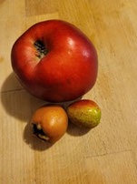 Apfel und unreife Speierlingsfrüchte im Vergleich