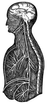 Anatomie du nerf vague et ses connexions avec les organes internes