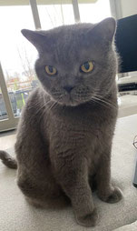 George, 15jähriger BKH-Kater: Schamanische Begleitung nach Umzug, bei Futterabneigung, Problem beim Klogang
