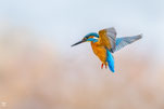 Kingfishers
