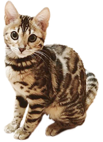 ベンガル猫ブリーダー 仔猫の購入条件について