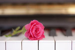 ピアノ鍵盤の上にピンクのバラ