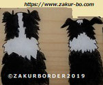 ＺＡＫＵＲＢＯＲＤＥＲ（サクールボーダー）ブログ、ボーダーコリーＭ＆Ｅ２０２１１００５使用画像