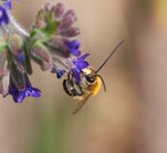 Mai-Langhornbiene (Eucera nigrescens) Foto: Burkhard Grebe