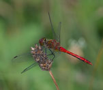 Blutrote Heidelibelle (Sympetrum sanguineum) Foto: Burkhard Grebe