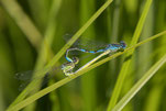 Gabel-Azurjungfer (Coenagrion scitulum) Foto: Burkhard Grebe