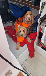 Zwei Cockerspaniel mit Schwimmweste liegen in der Achterkoje einer Segeljacht
