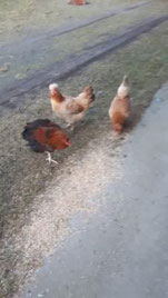 Die Hennen Sophie, Brownie und Lotte