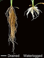 Water logging effects on maize / corn roots