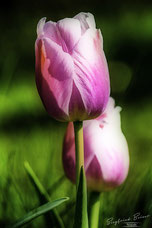 Rosa Tulpenblüten.