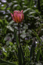 Rote Tulpenblüte.