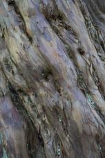 Eibe (Taxus) Cremines