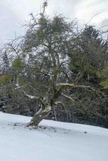 Wilder Apfelbaum (Malus sylvestris) Cremines