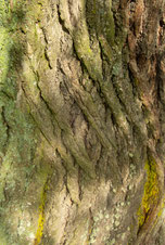 Sommerlinde (Tilia platyphyllos) in Detligen BE