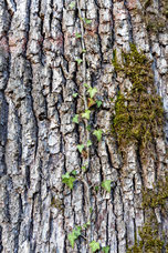 Rinde Silber-Pappel, Weiss-Pappel (Populus Alba) alt