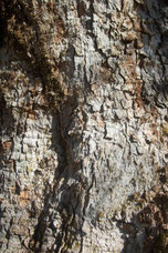 Bergahorn (Acer pseudoplatanus) in Savagnieres BE