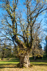 Bergahorn (Acer pseudoplatanus) Savagnieres BE