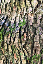 Tanne (Abies) Frienisberg BE