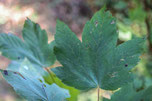 Bergahorn (Acer pseudoplatanus)